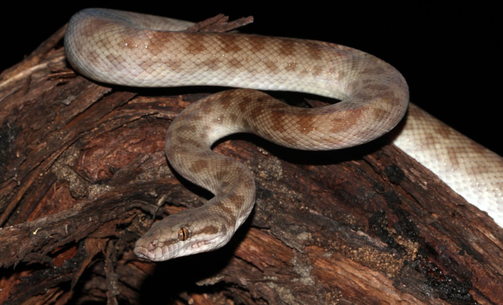 6. Children's Python: The Perfect Starter Pet (image credits: wikimedia)