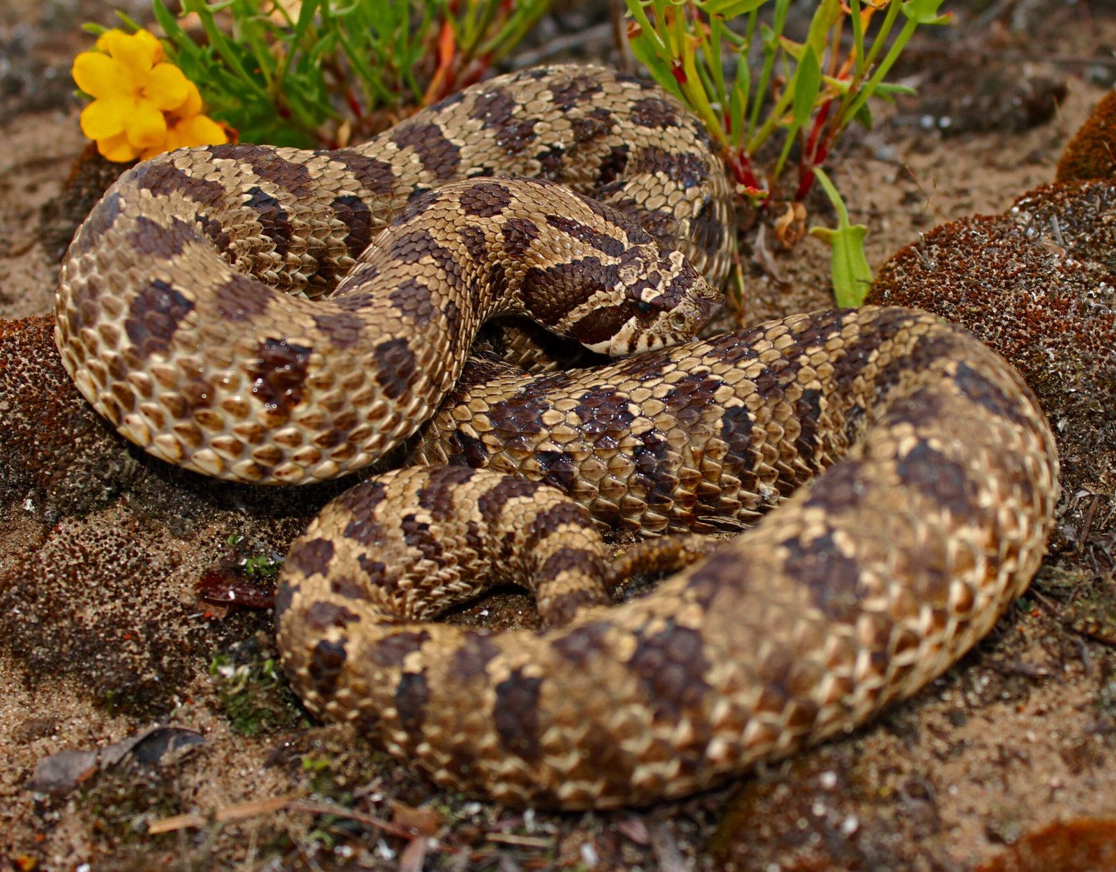 9. Western Hognose Snake: The Charming Pretender (image credits: wikimedia)