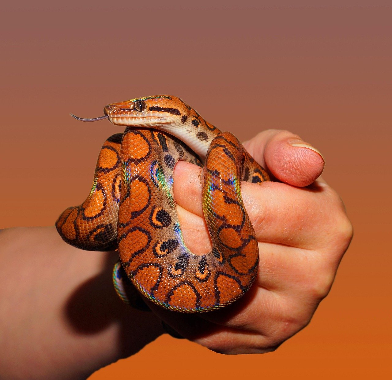 10. Brazilian Rainbow Boa: The Iridescent Wonder (image credits: pixabay)