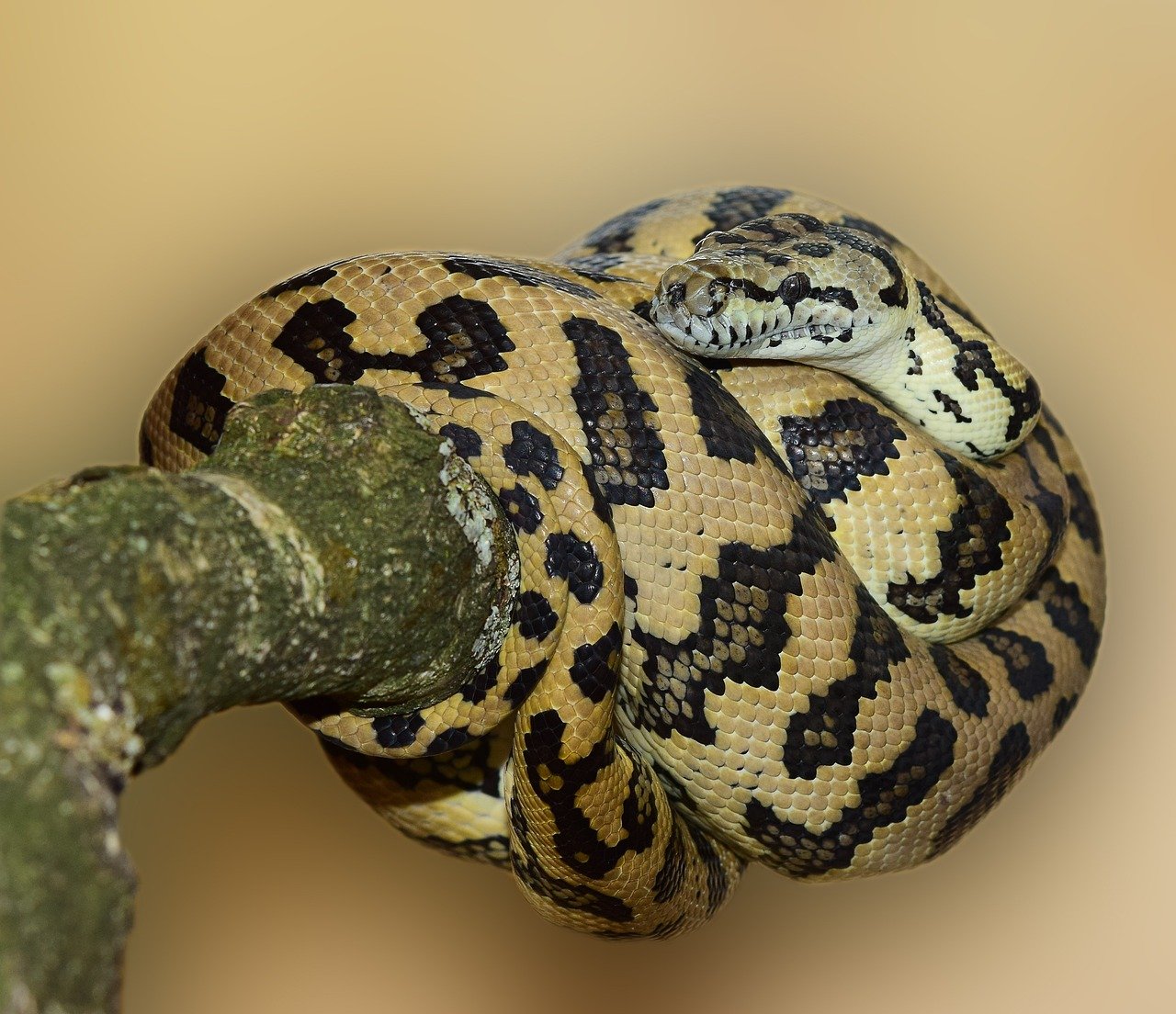 11. Carpet Python: The Rug of the Reptile World (image credits: pixabay)