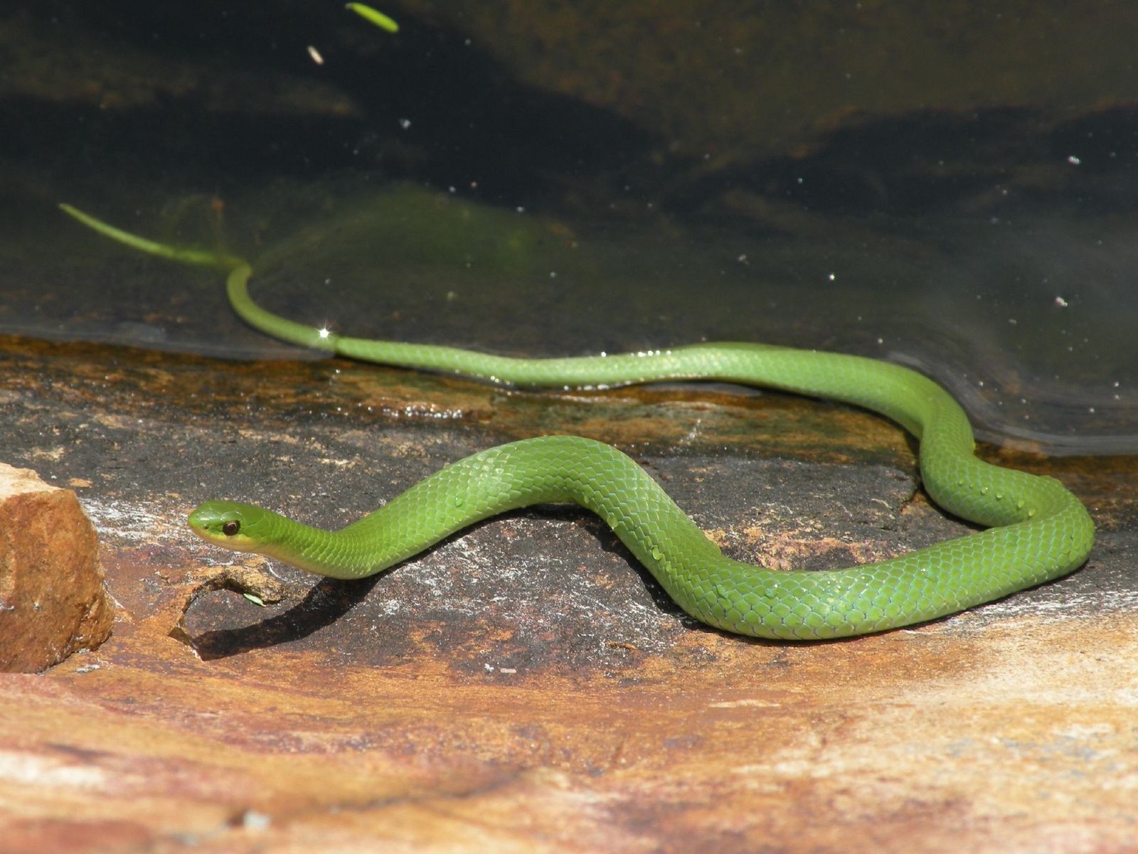 12. Smooth Green Snake: The Emerald Gem (image credits: wikimedia)