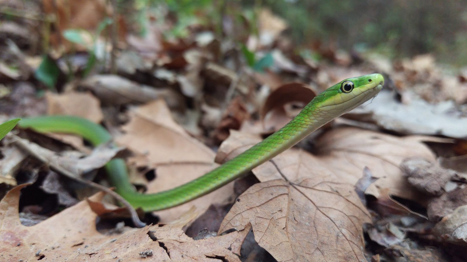 14. Rough Green Snake: The Graceful Acrobat (image credits: wikimedia)