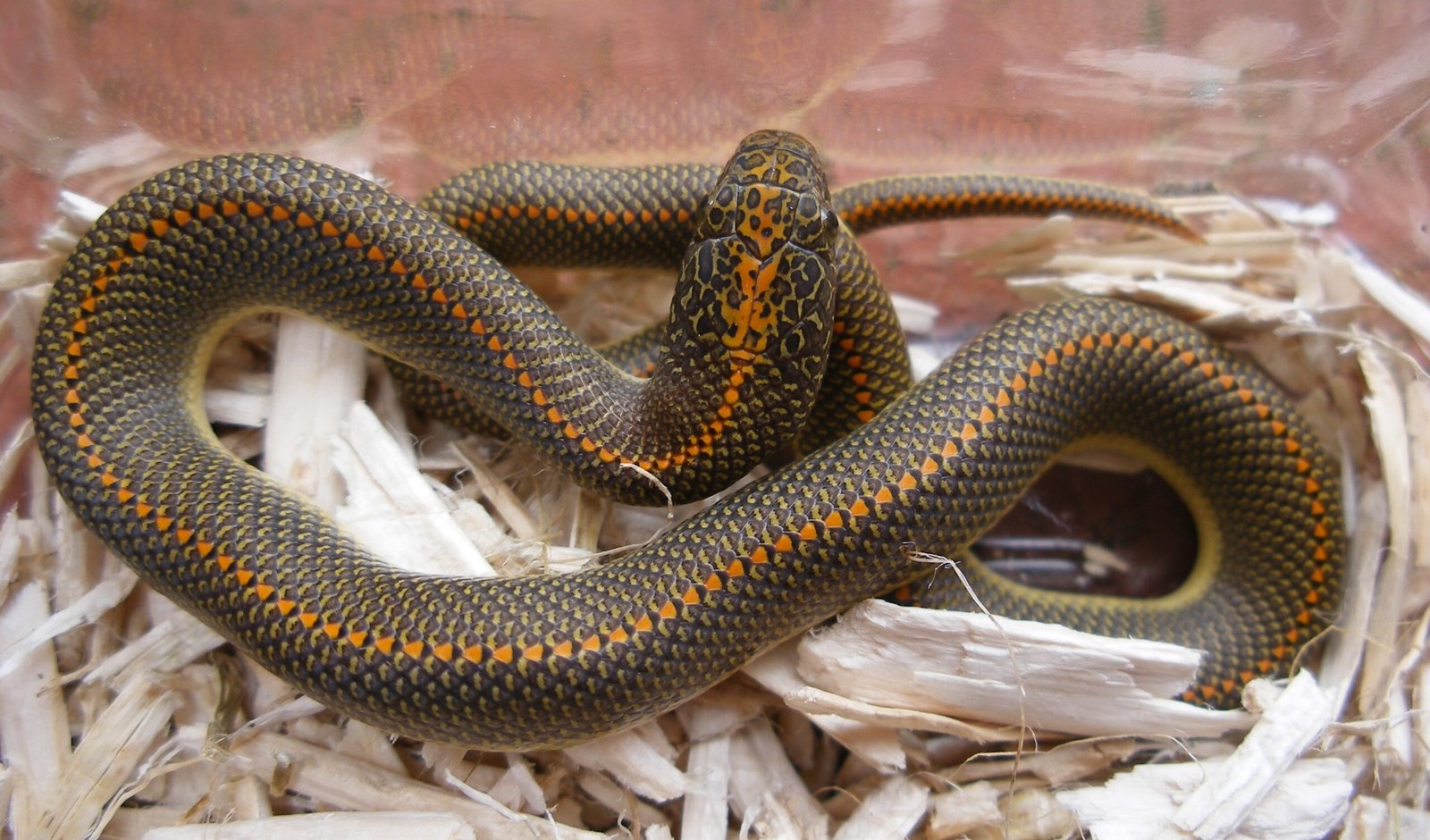 15. African House Snake: The Friendly Household Companion (image credits: wikimedia)