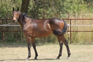 15 Horse Breeds With the Most Unique Personalities