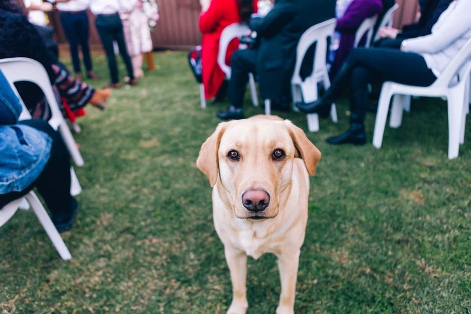 12 Ways a Labrador Retriever Can Improve Your Life