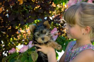 10 Small Dog Breeds that Make the Best Watchdogs