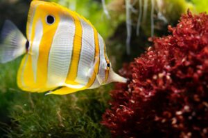 How to Choose the Right Butterflyfish for Your Reef Tank