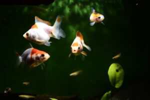 Why Fancy Goldfish are Not for Beginners
