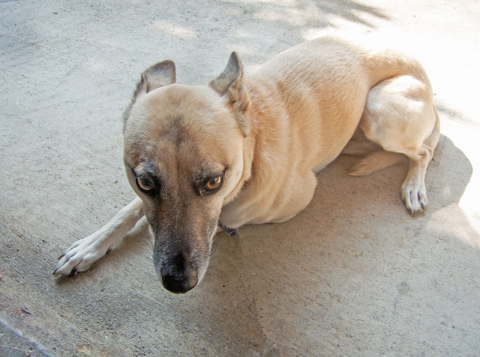 Using Harsh Discipline (image credits: wikimedia)