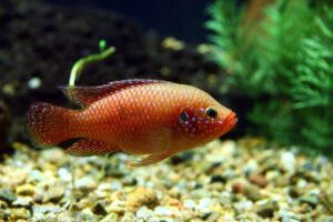 10 of the Most Beautiful African Cichlids to Keep in Your Tank