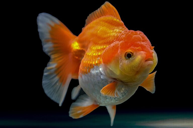 The 15 Most Popular Goldfish in the USA