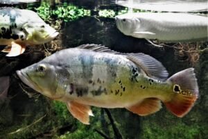 10 Most Popular Monster Fish to Keep as Pets in the USA