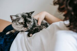 10 Ways Cats Show Their Affection for You Differently Than Dogs