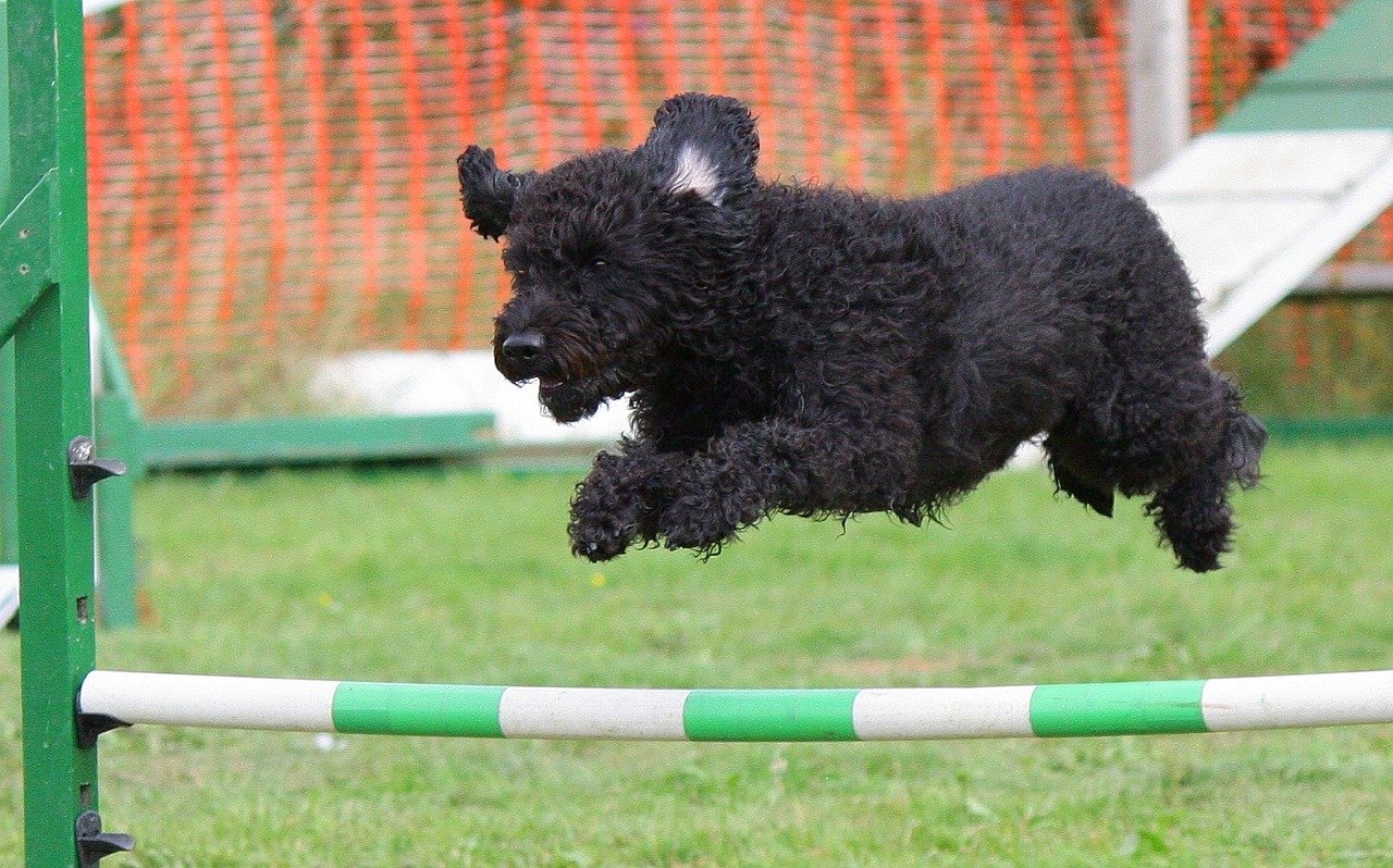 Agility Training: Building Confidence and Fitness (image credits: pixabay)