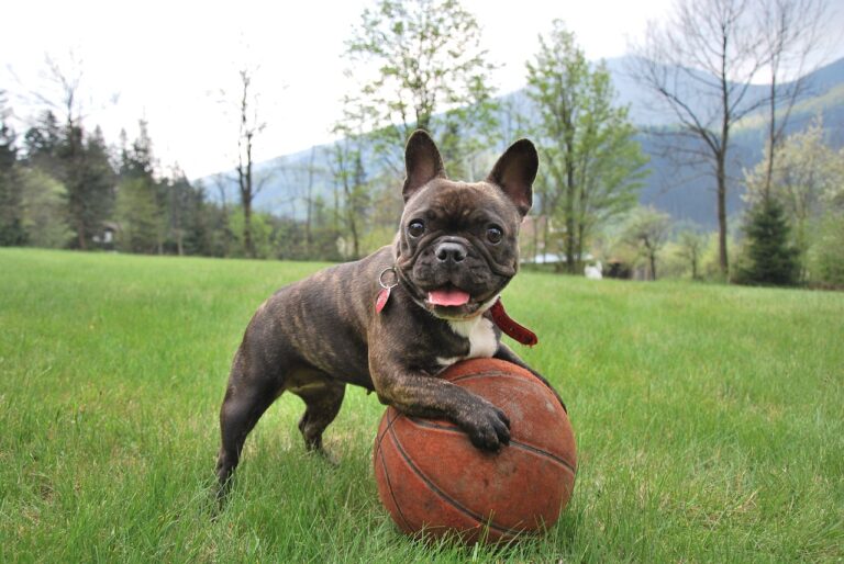 French Bulldog: The Charming Clown
