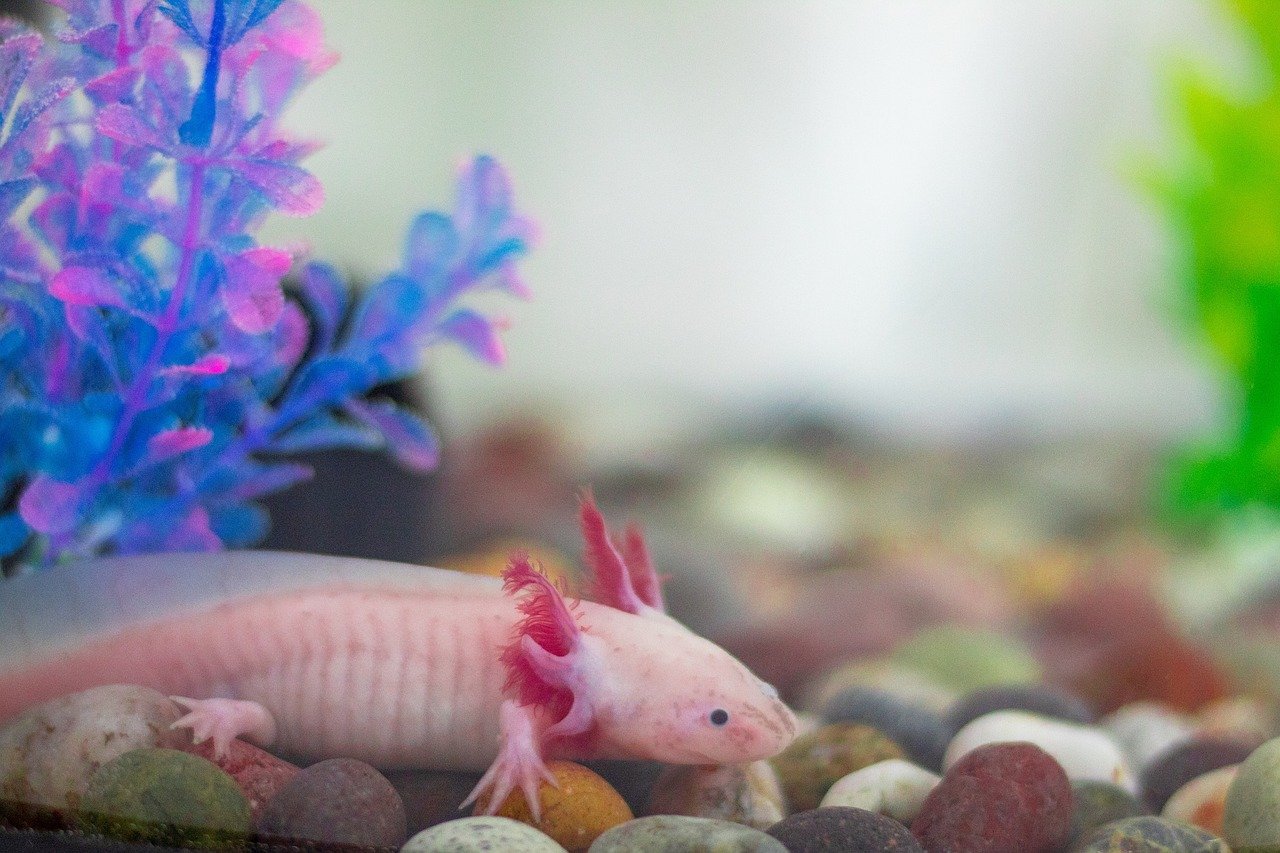 10 Fun Facts About Axolotls