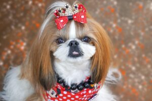 Top Ten Most Dramatic Dog Breeds and There's No Guessing Who Tops the List