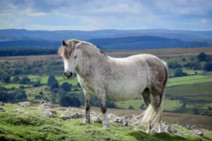 10 Smallest Horse Breeds Around the World