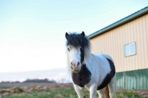 10 Facts About the Falabella, the World's Tiniest Horse Breed