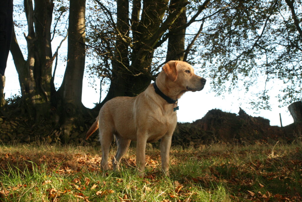 Paws on the Porch: 15 Dogs That Love a Rural Country Lifestyle