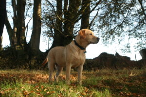 Paws on the Porch: 15 Dogs That Love a Rural Country Lifestyle