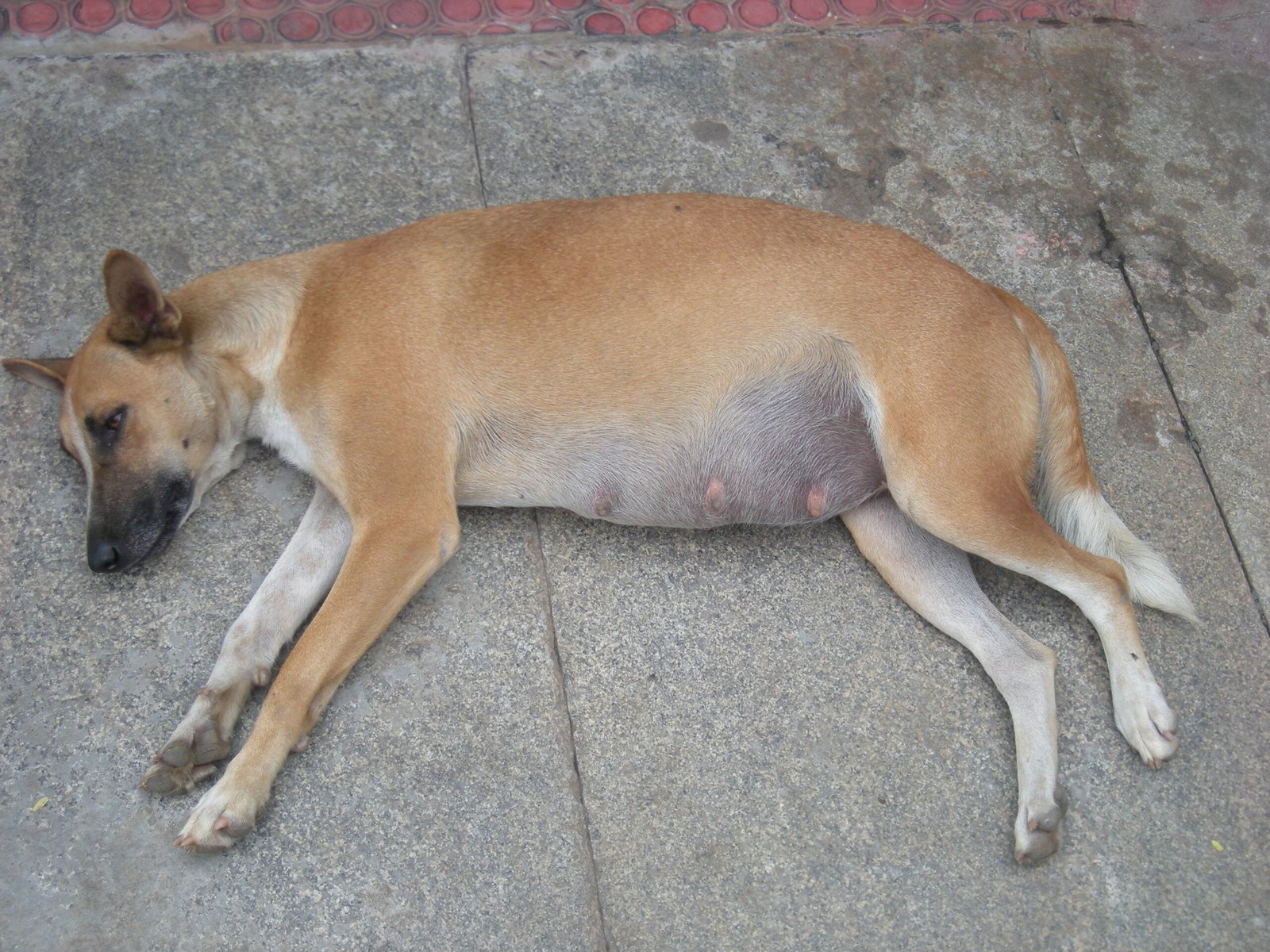 Recognizing the Signs of Pregnancy (image credits: wikimedia)