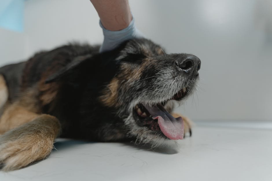 Ensuring Regular Vet Check-Ups (image credits: pexels)