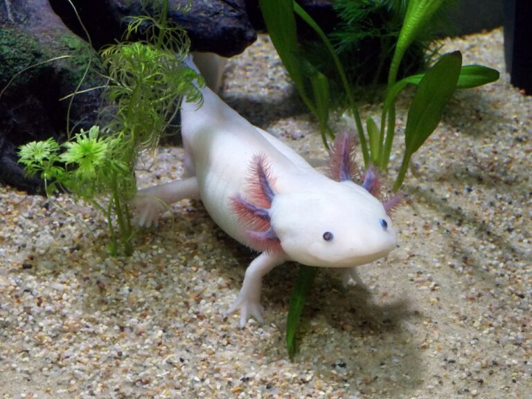 10 Tips on Keeping an Axolotl as a Pet