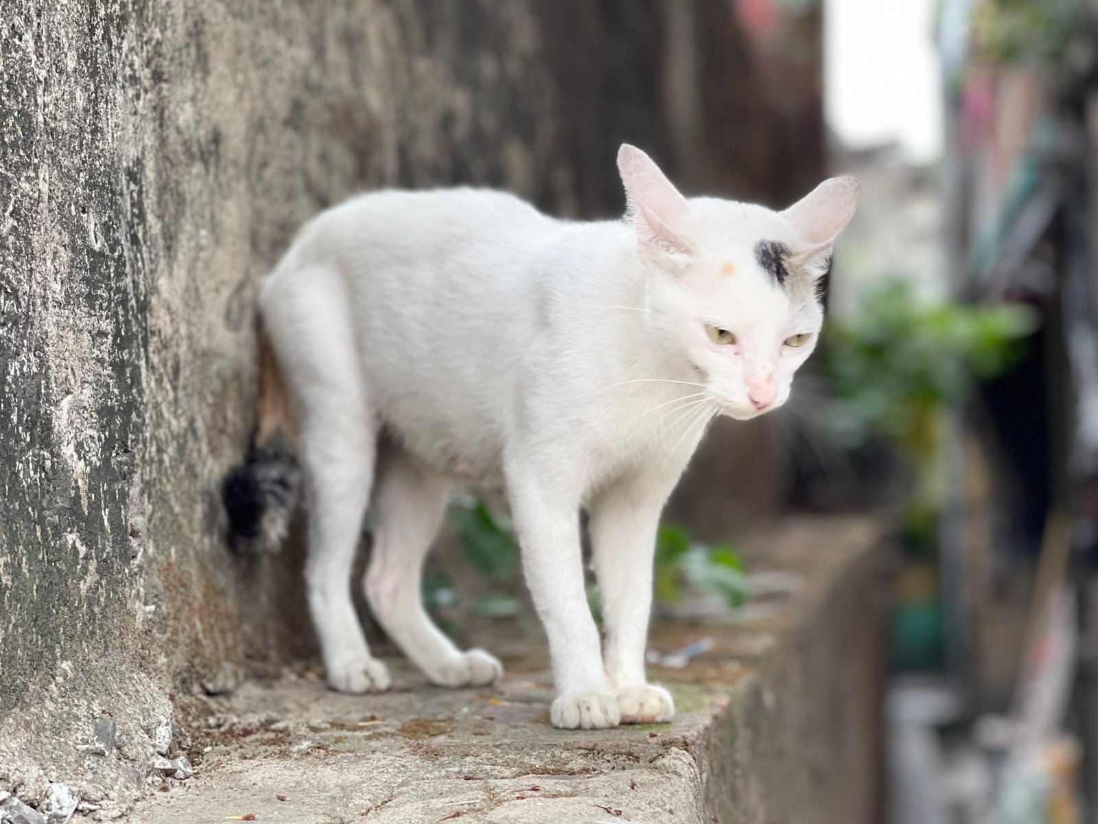 Cats Always Land on Their Feet (image credits: wikimedia)