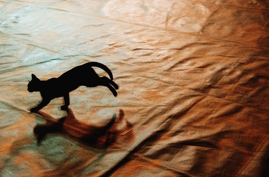 Cats Have Nine Lives (image credits: pexels)