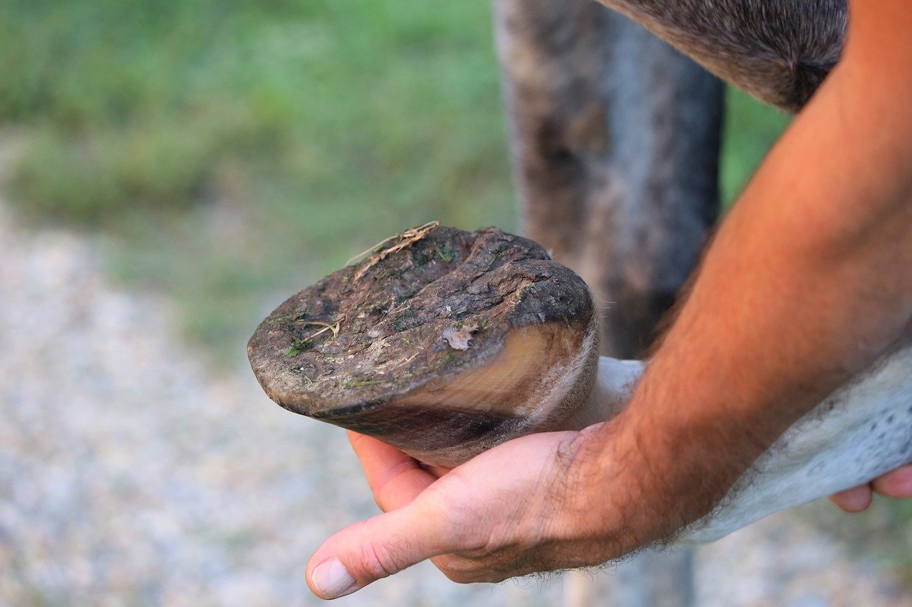 5. Regular Hoof Care (image credits: pixabay)