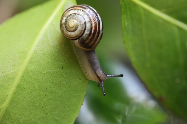 10 Astonishing Facts About Pet Snails That Are Mind-blowing