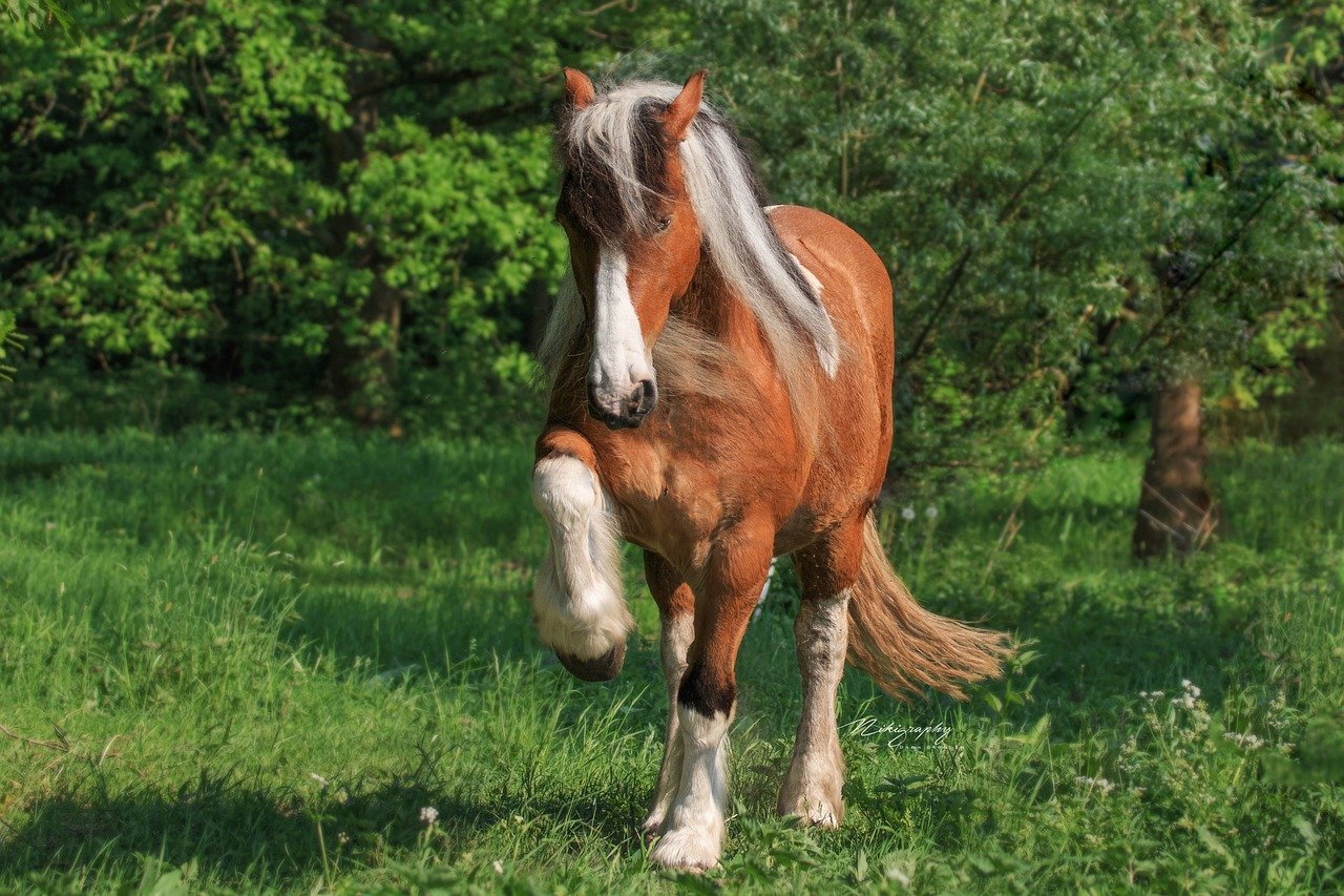 13 Daily Horse Care Routines That Will Keep Your Equine Friend Healthy and Happy