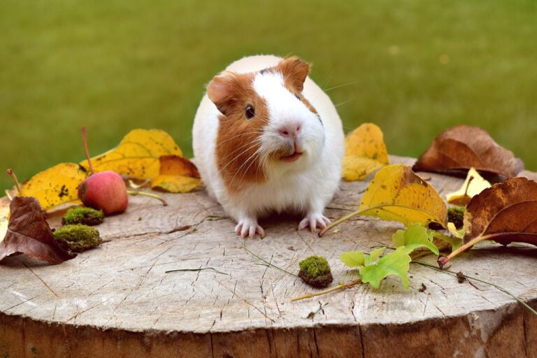 10 Things Most Pet Owners Get Wrong About Guinea Pigs