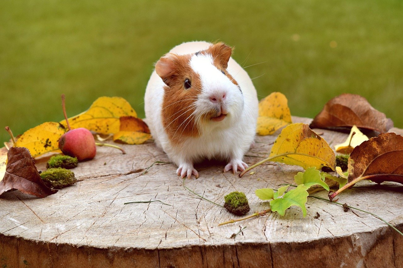 10 Things Most Pet Owners Get Wrong About Guinea Pigs