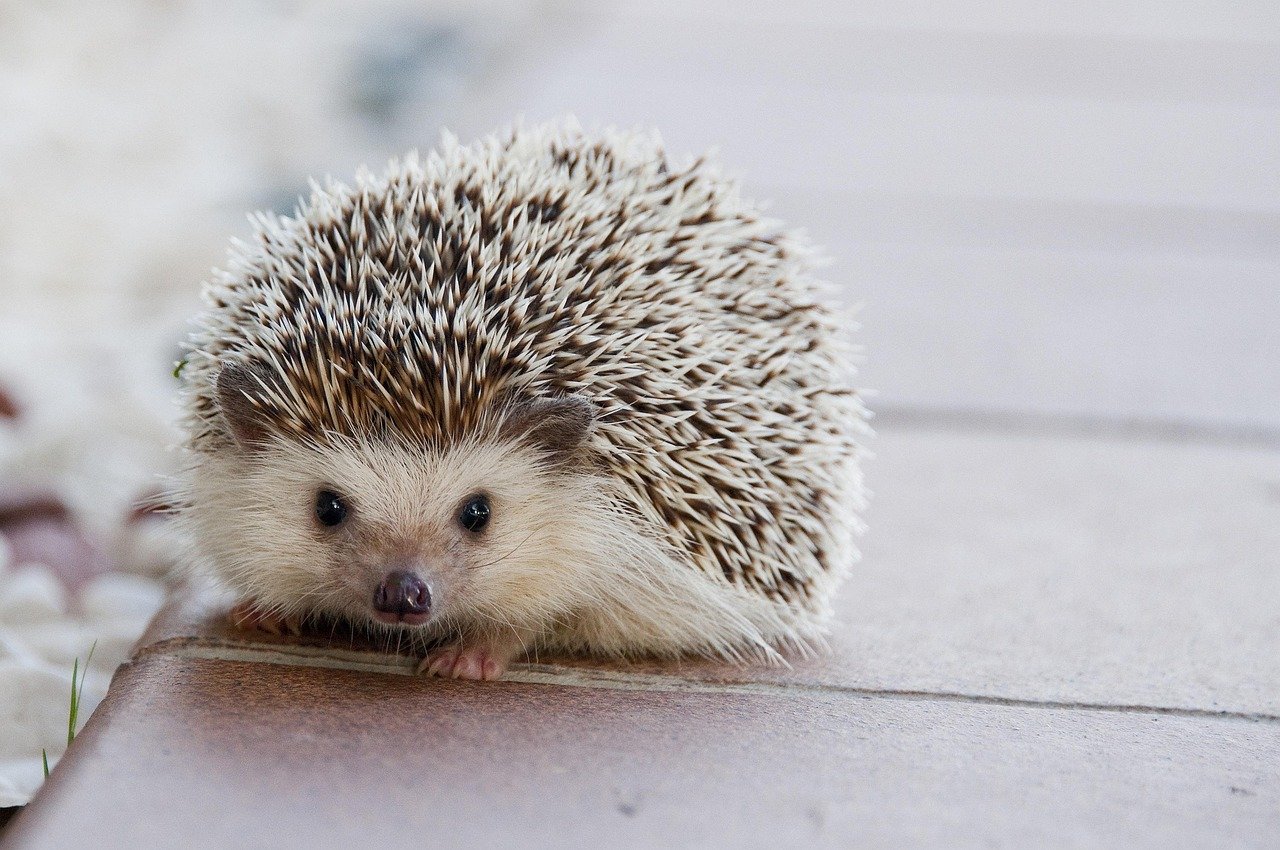 Hedgehogs: The Prickly Pals (image credits: pixabay)