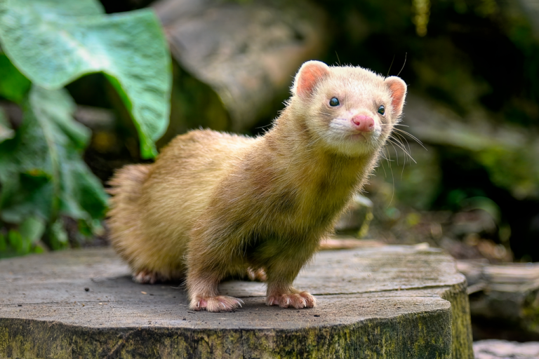 Ferrets: The Playful Mischief Makers