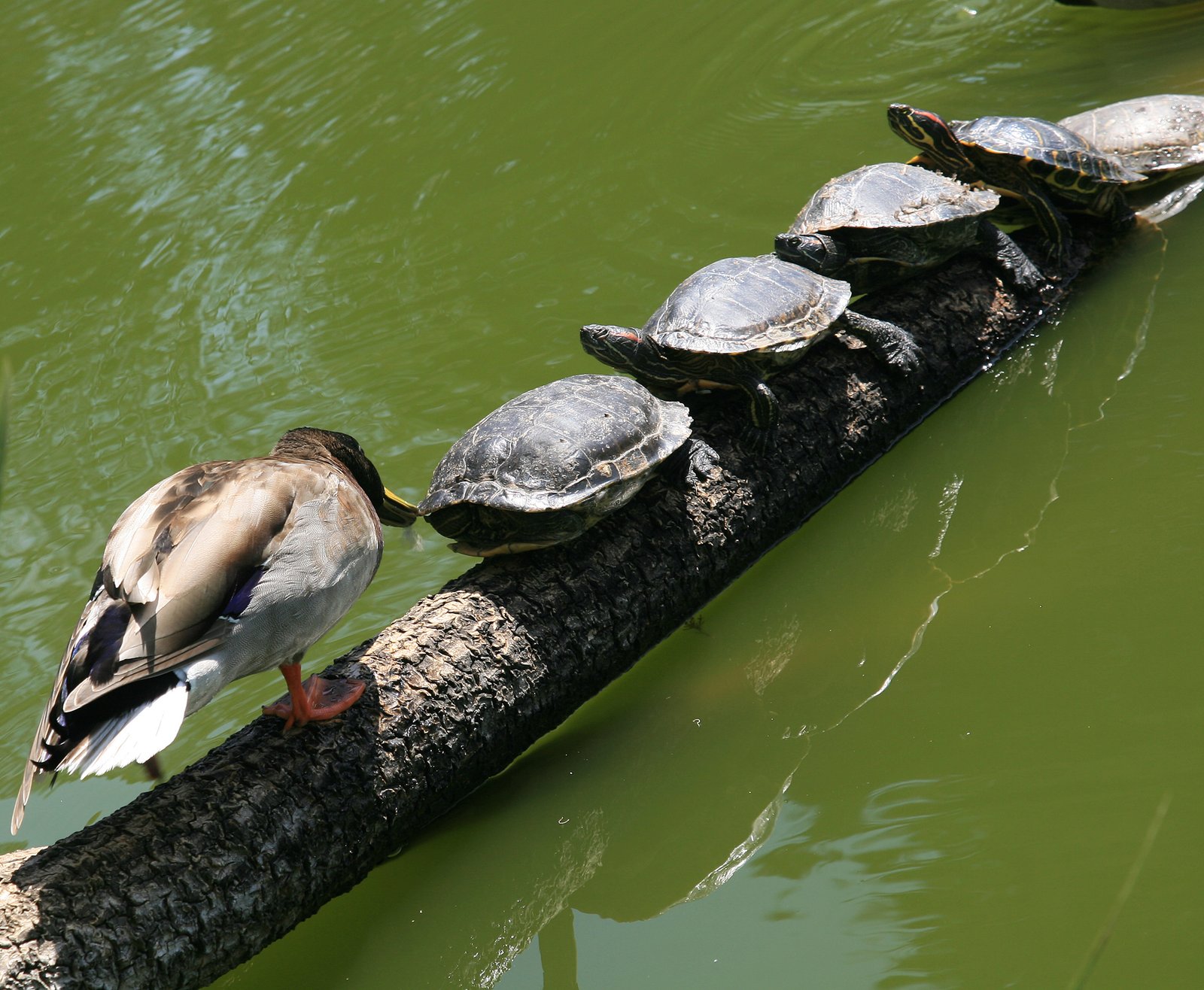 Aquatic Turtles: The Slow-Moving Water Dwellers (image credits: wikimedia)