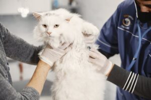 Graceful Aging: 10 Care Tips on Keeping Your Senior Cat Purring with Joy