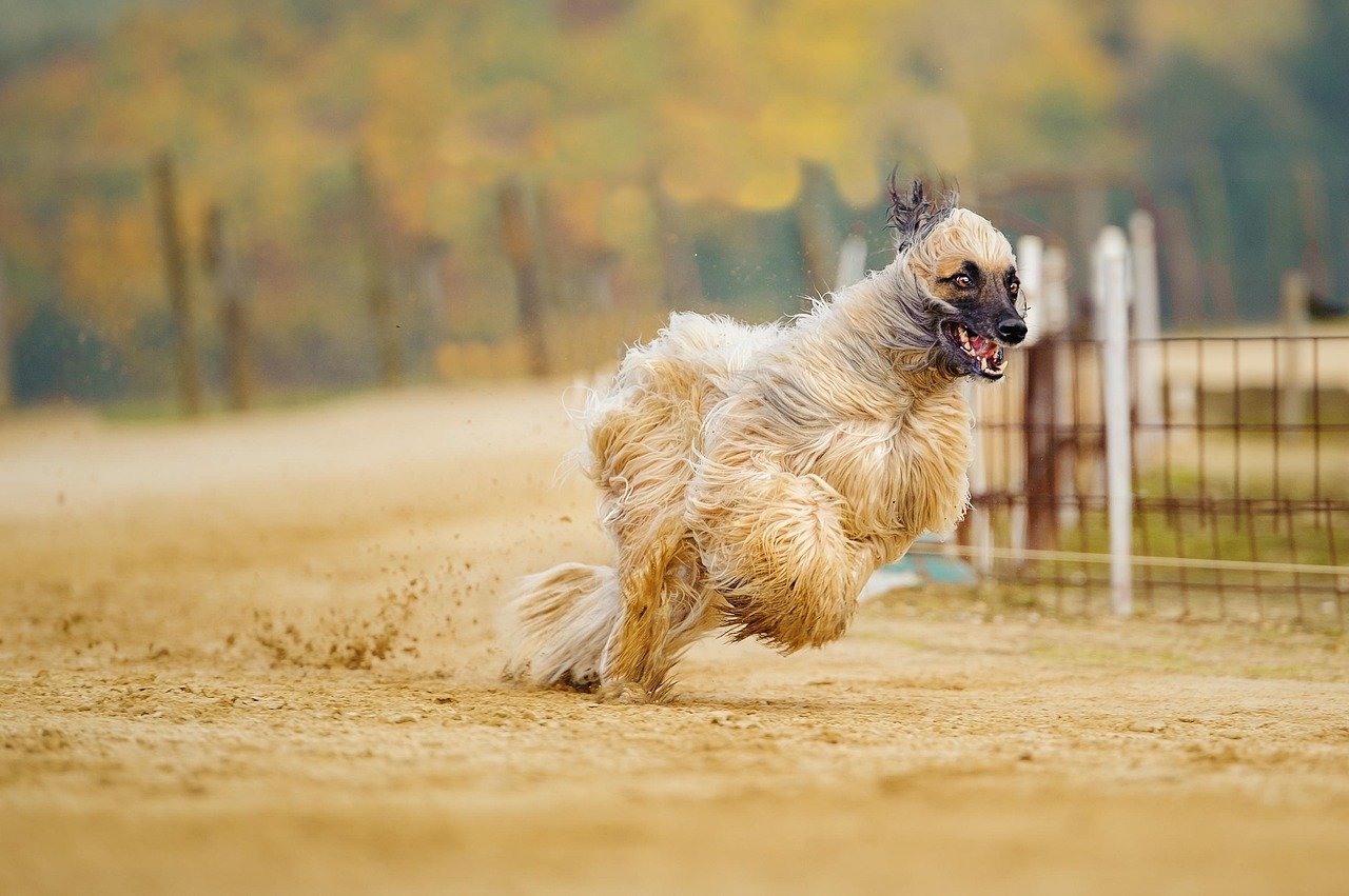 Afghan Hound: The Elegant Introvert (image credits: pixabay)