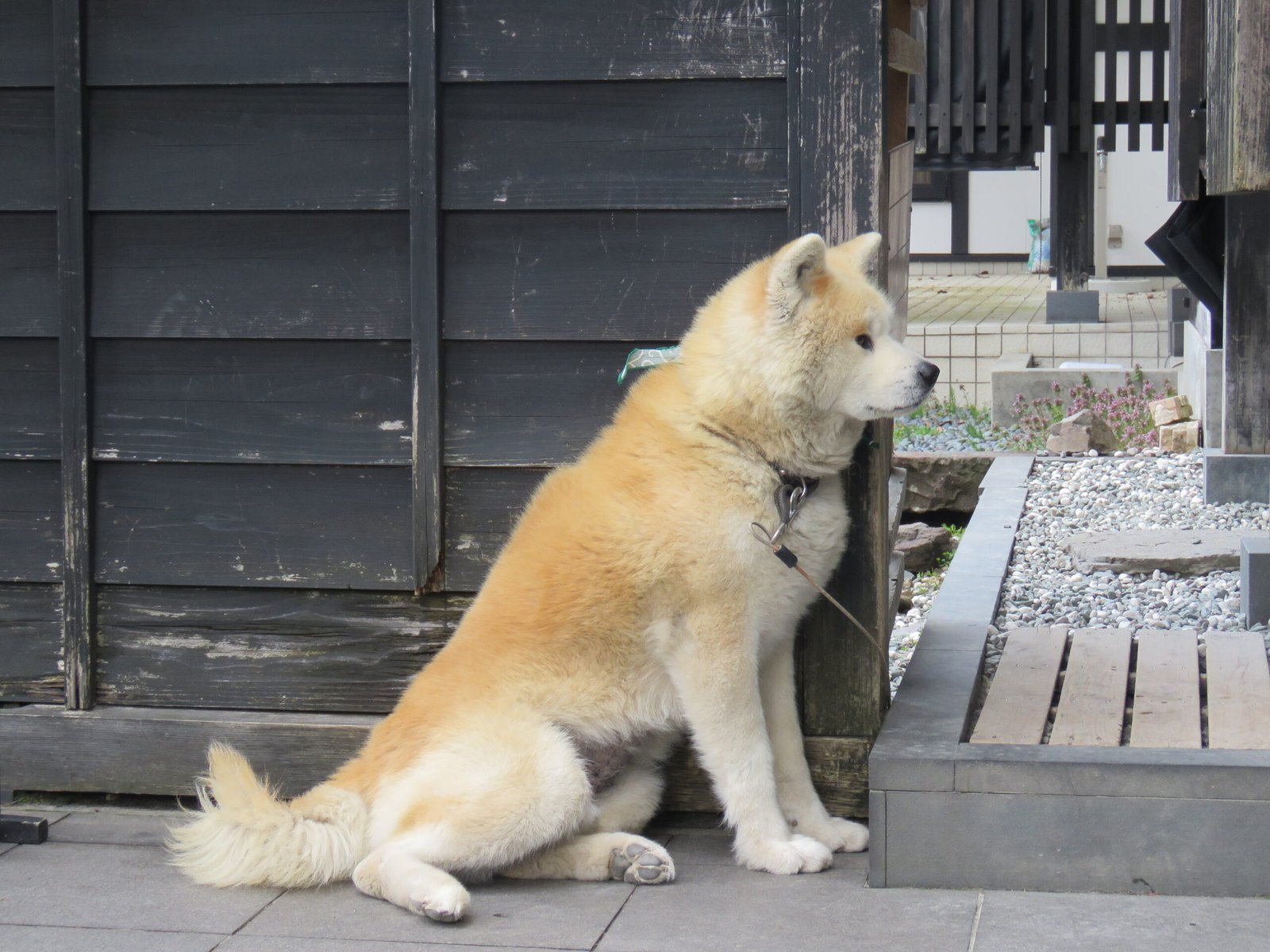 Akita: The Dignified Introvert (image credits: wikimedia)