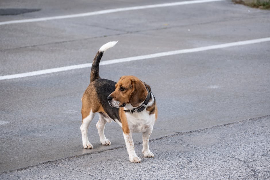 Beagle: The Sociable Explorer (image credits: pexels)