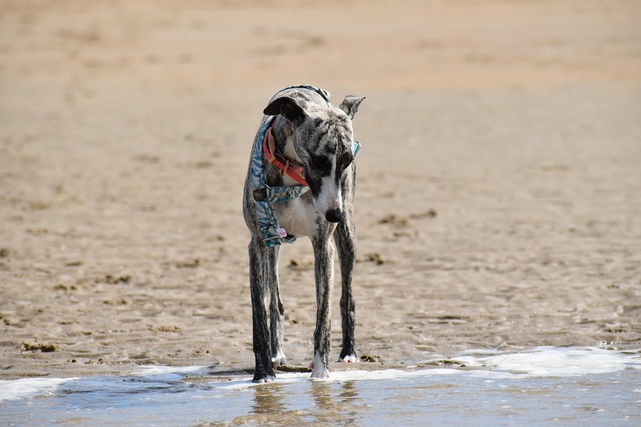 Whippet: The Quiet Companion (image credits: pixabay)