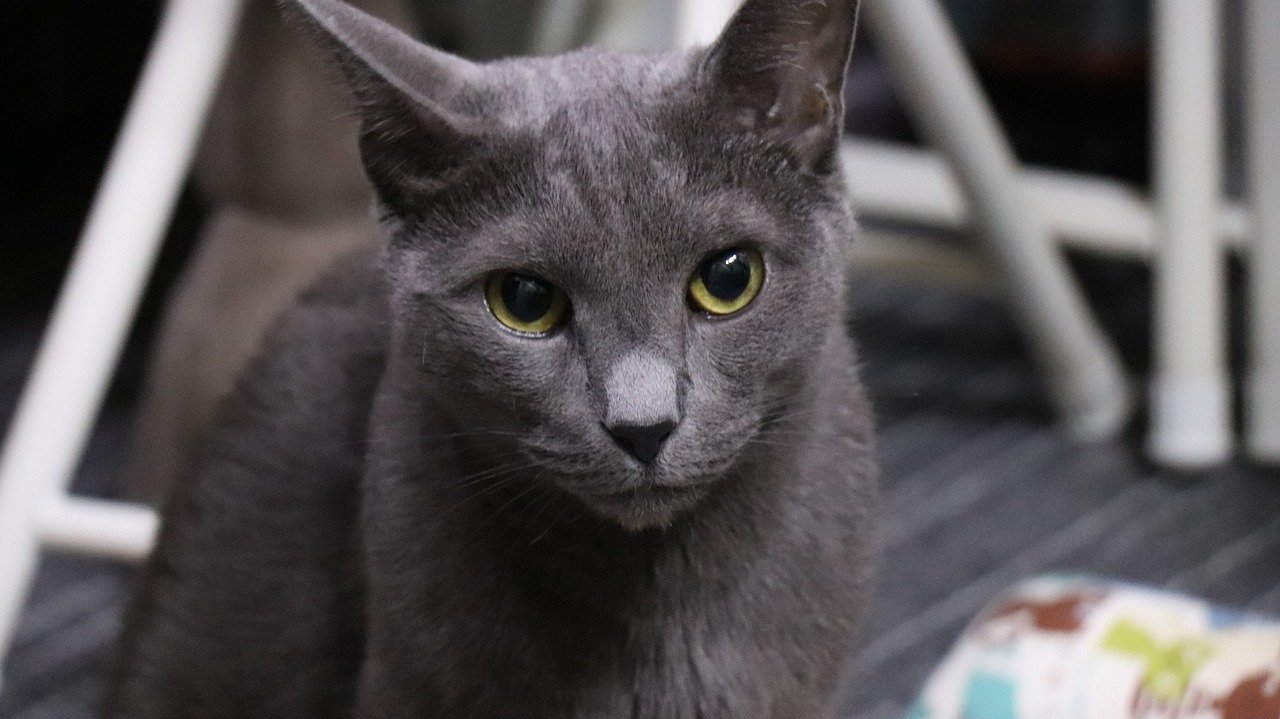 Russian Blue: The Elegant Introverts (image credits: pixabay)