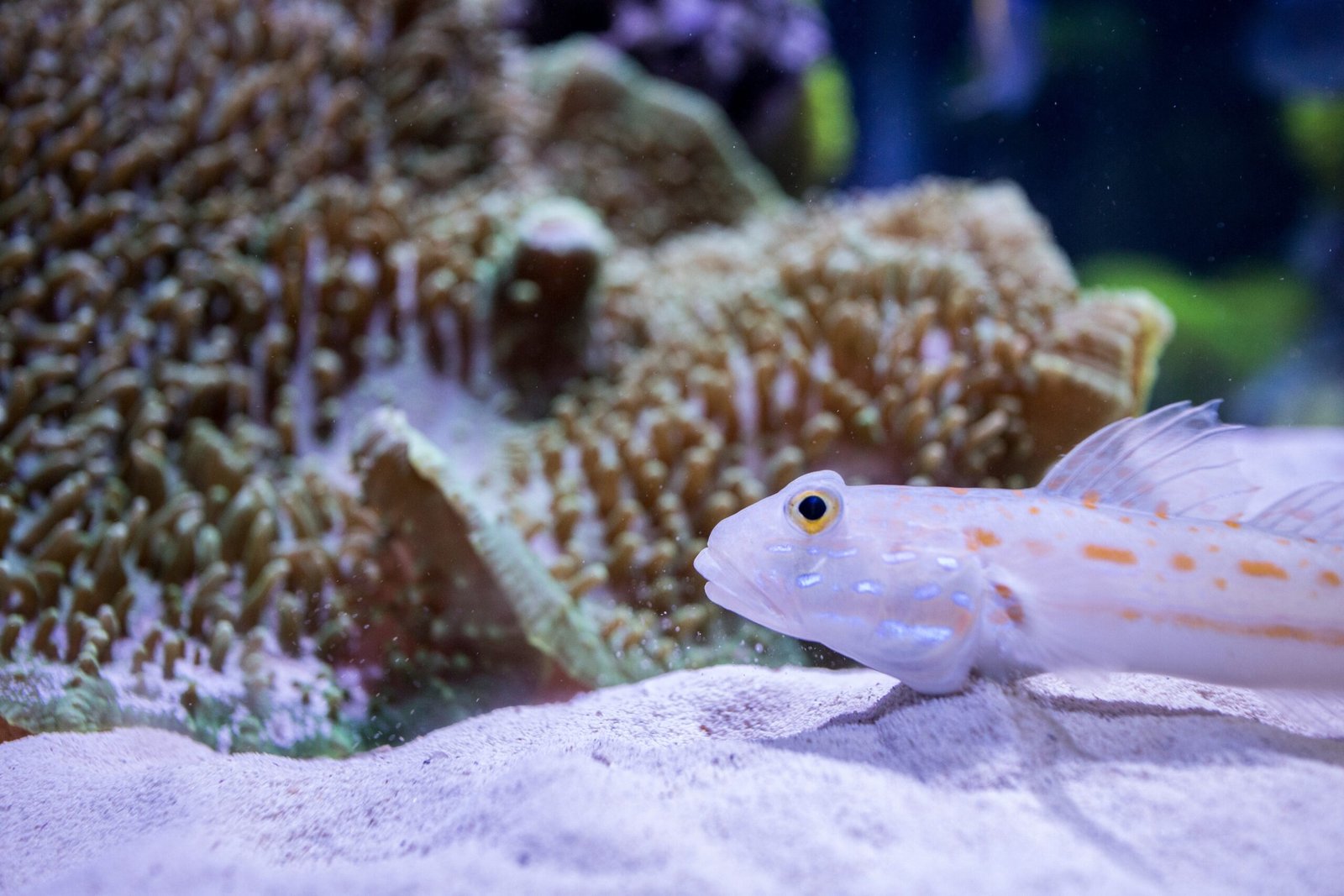 Reduce Stress in the Aquarium (image credits: wikimedia)