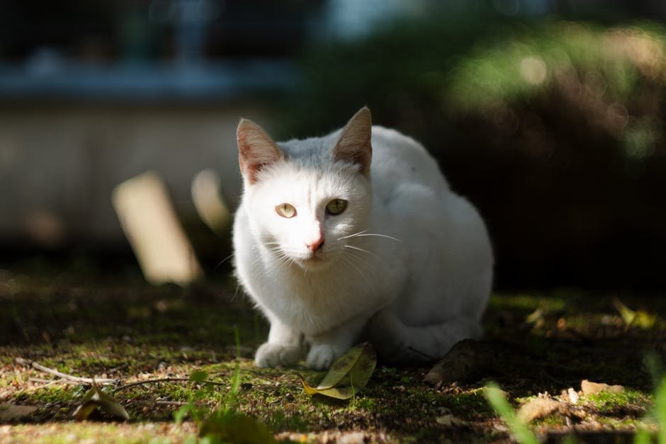 Signs of Pain or Discomfort (image credits: pexels)