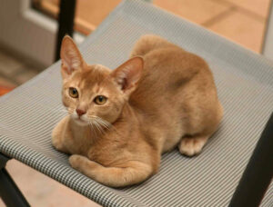 12 Cat Breeds Known for Their Superior Intelligence