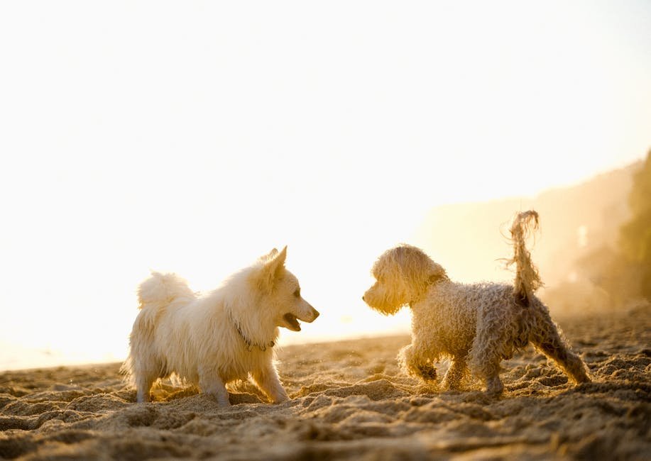 Socialization with Other Dogs (image credits: pexels)