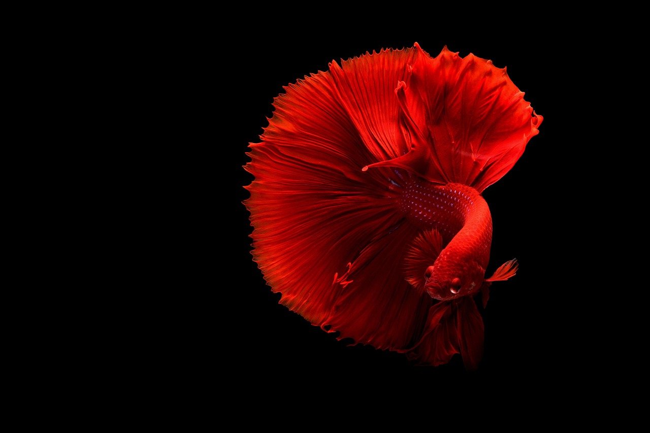 1. Betta Fish (image credits: pixabay)
