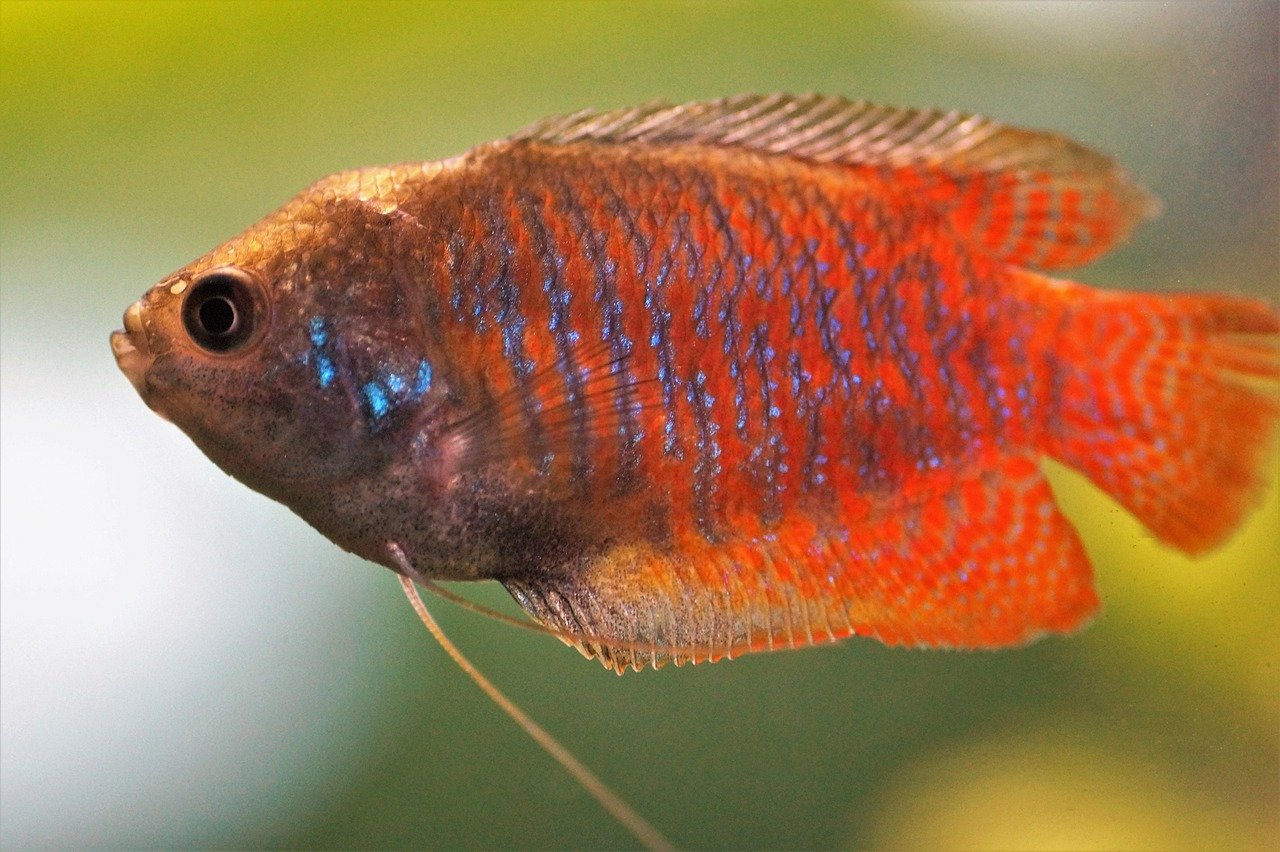 5. Dwarf Gourami (image credits: pixabay)